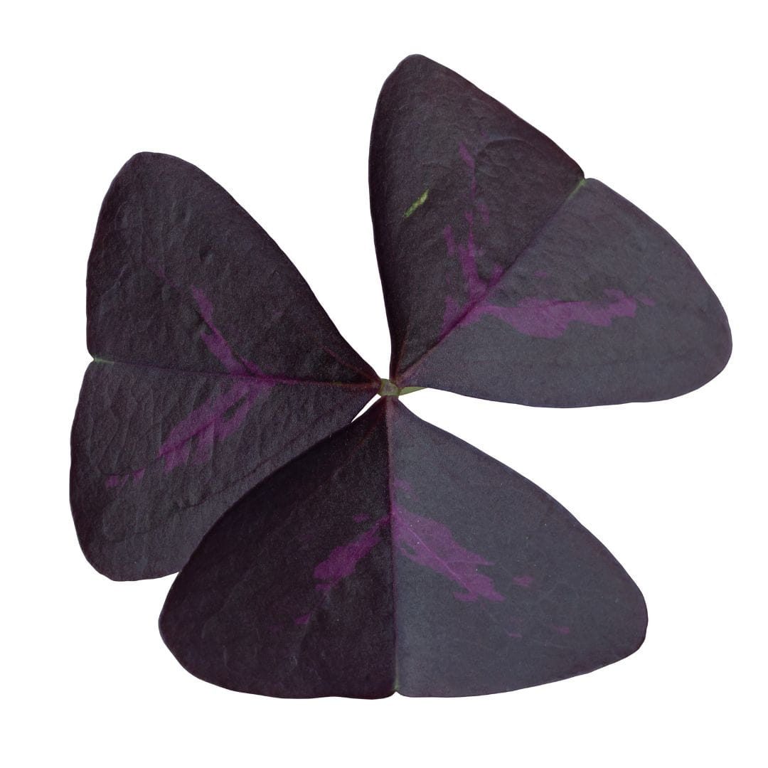Oxalis morado - Alanda Greens