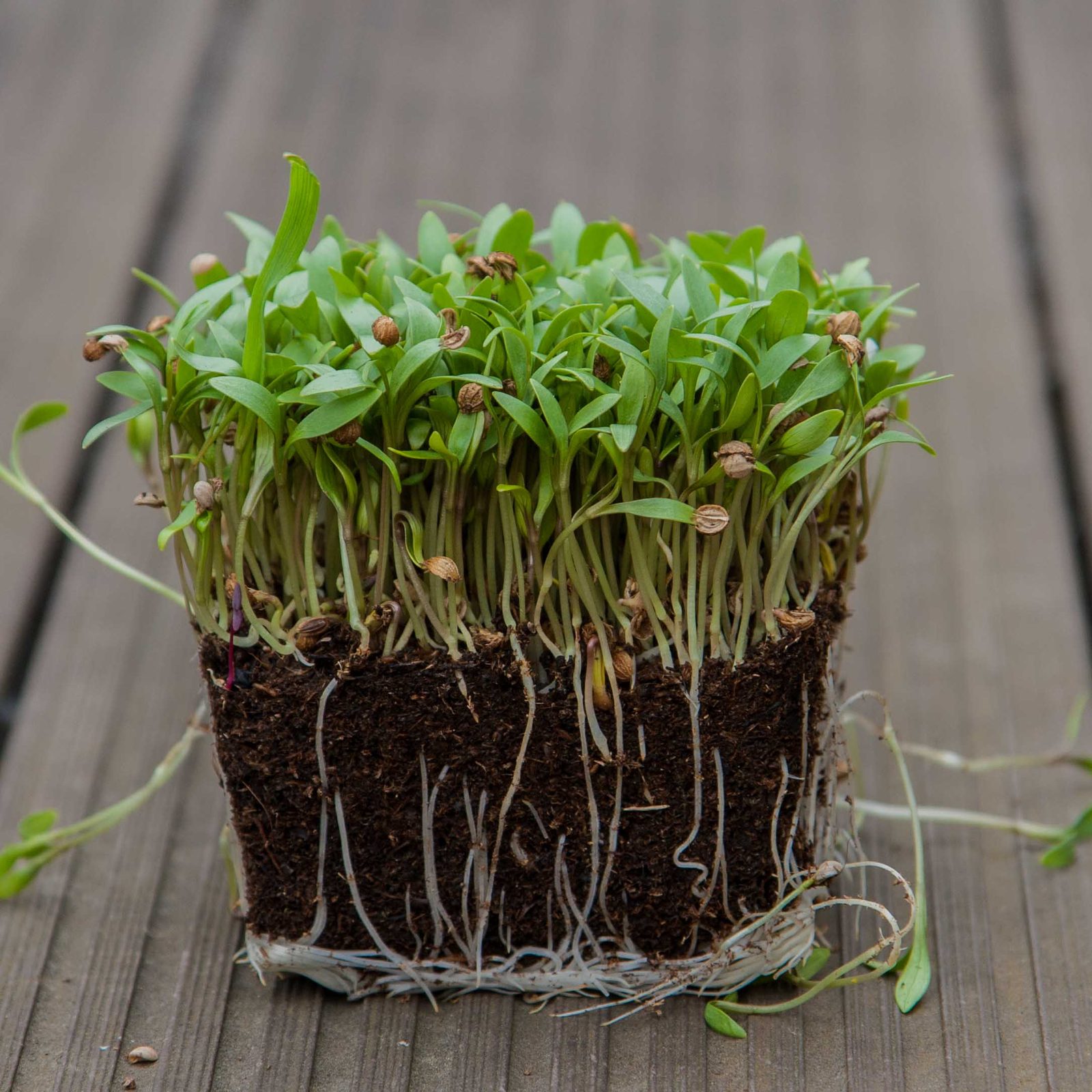 Brotes de cilantro (cilantro microgreen): sabor, usos y conservación