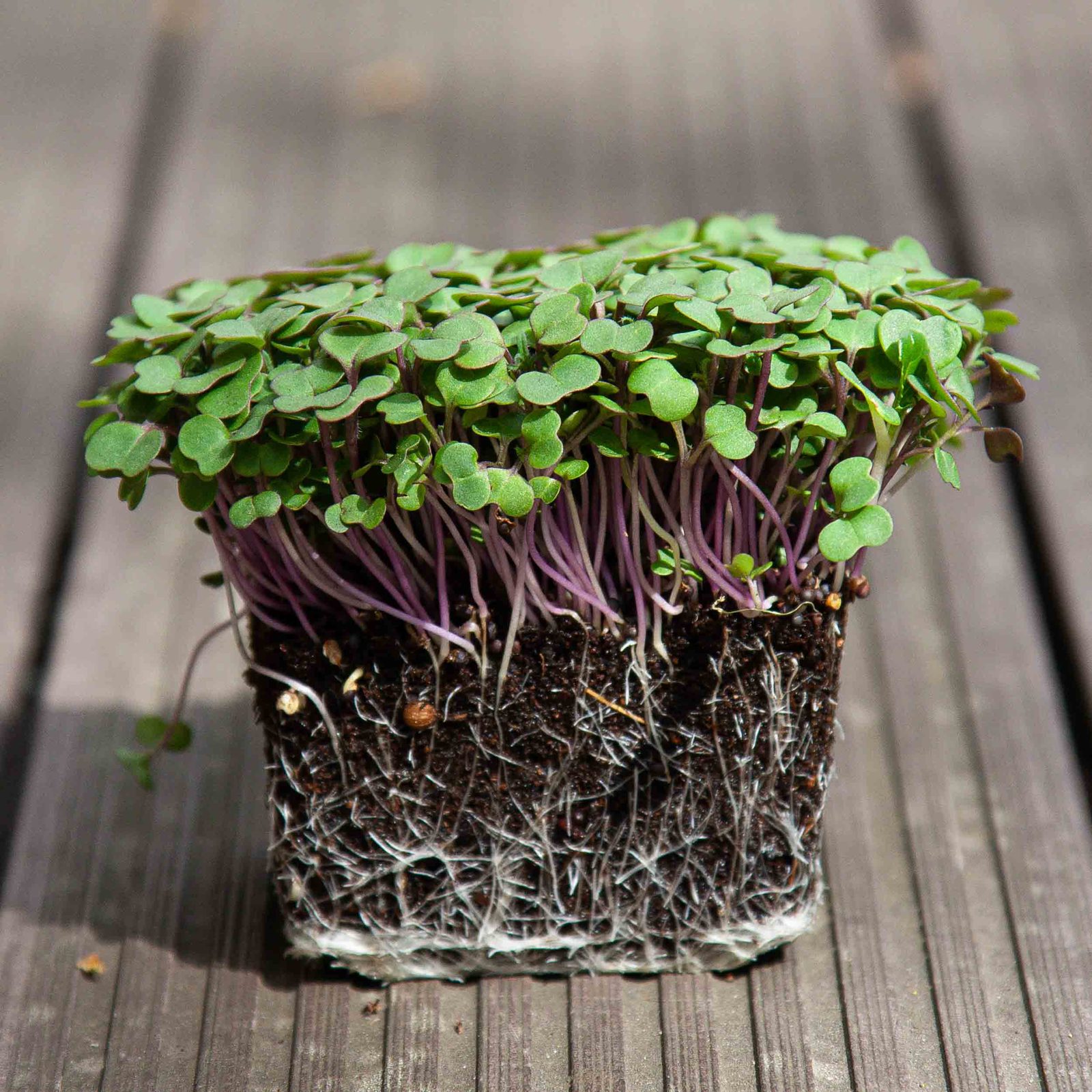 Brotes de kale (kale microgreen): sabor, usos y conservación