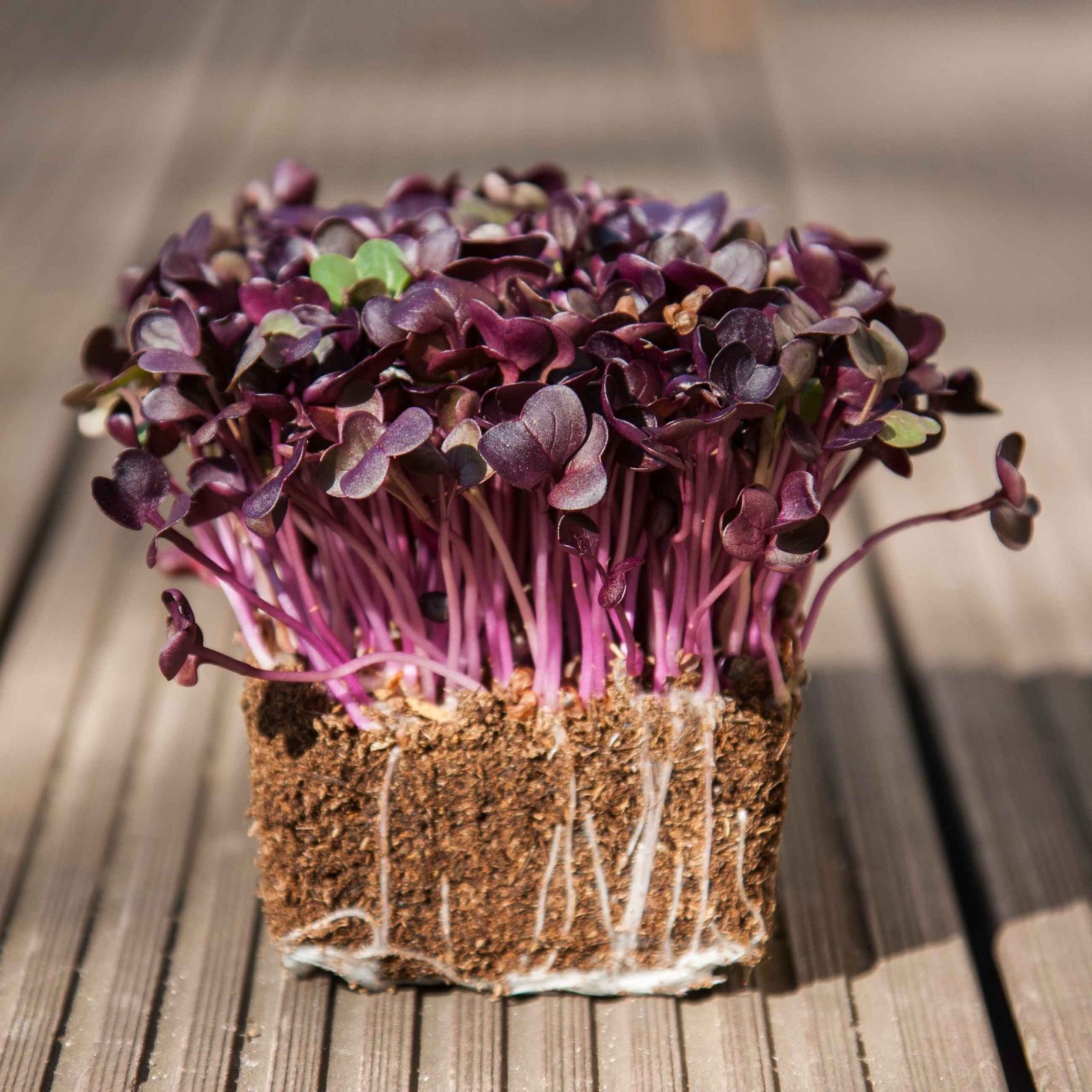 Rábano Morado - Alanda Greens