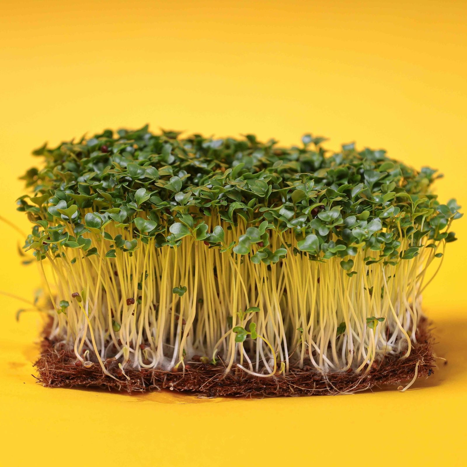 Mostaza china microgreen: sabor picante, usos y conservación