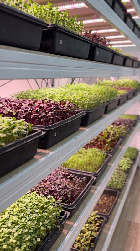 Proveedor de microgreens para restaurantes en Granada