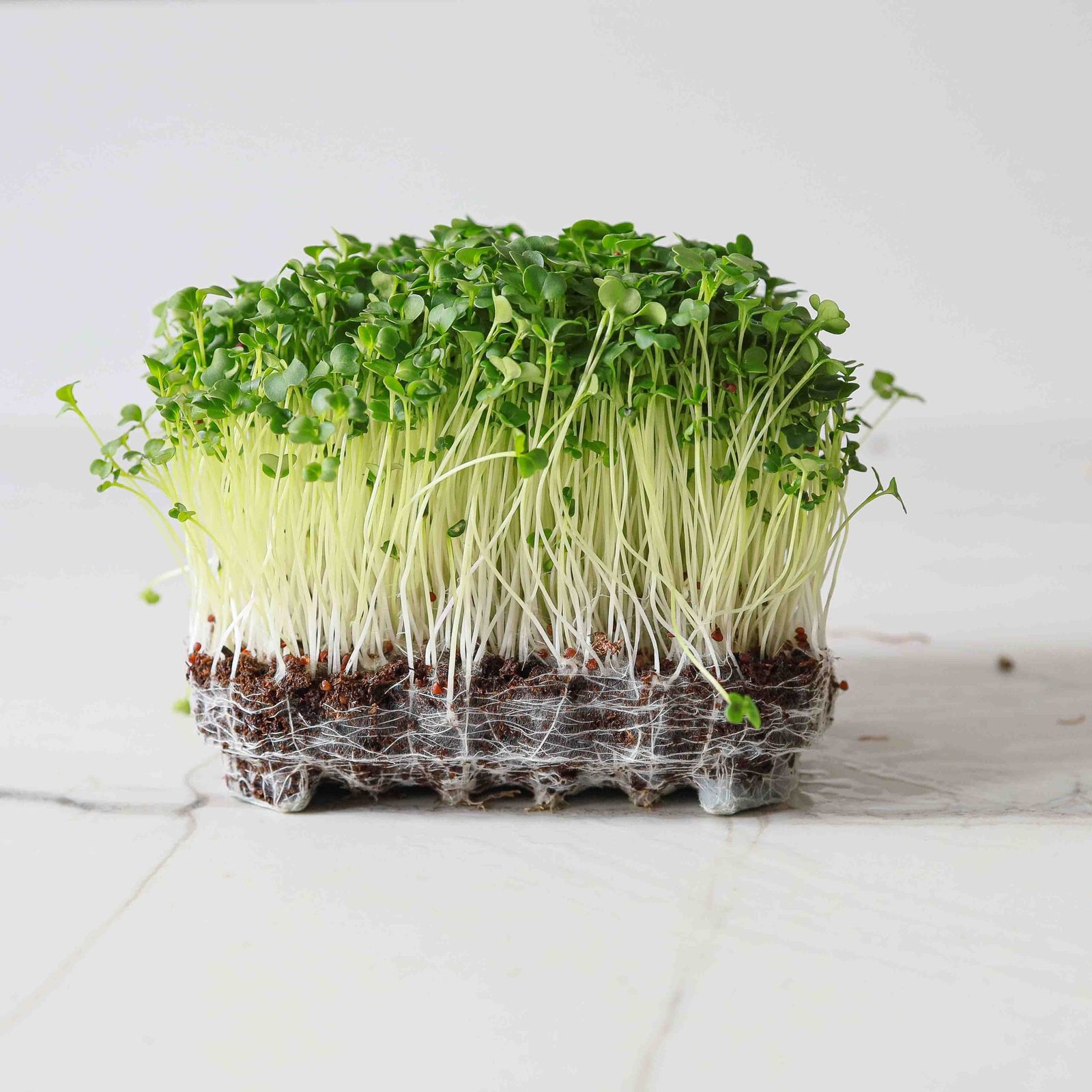 Brócoli - Alanda Greens