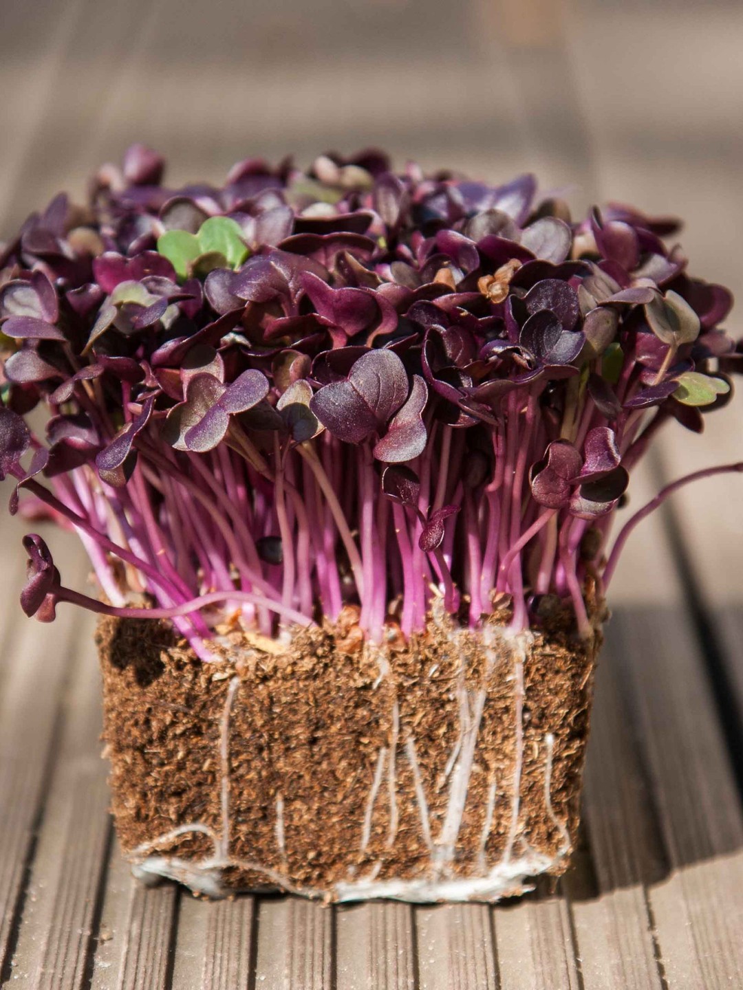 Microgreens de rábano morado recién cosechados
